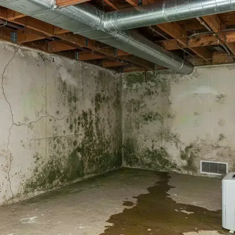 Professional Mold Removal in Marshall, IL